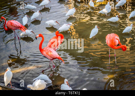Rosa Flamingos und white Ibis Hotel in Orlando, Florida Stockfoto