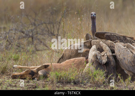 Geier Fütterung auf Impala im Krüger National Park Stockfoto