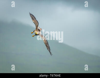 White Tailed Seeadler in Schottland Stockfoto