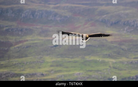 White Tailed Seeadler in Schottland Stockfoto