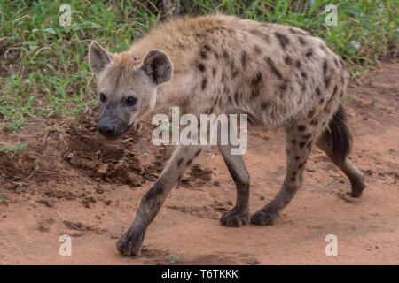 Tüpfelhyäne (Crocuta crocuta), Kambaku Fluss Sands, Timbavati Game Reserve, Südafrika entdeckt. Stockfoto