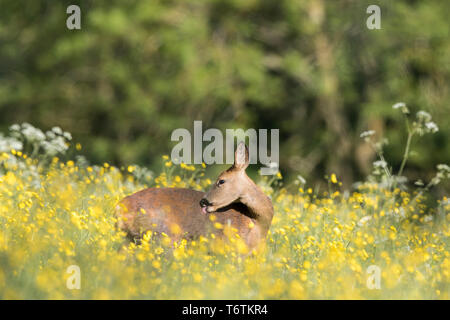 Seitenansicht des wunderschönen, britischen, weiblichen Rehe (Capreolus capreolus), das isoliert in hübschen britischen Wiesenblumen steht und ihren Rücken sauber leckt. Stockfoto