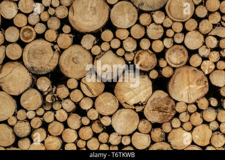 Stapel von Stamm. Natürliche Holz Dekor Hintergrund. Stockfoto