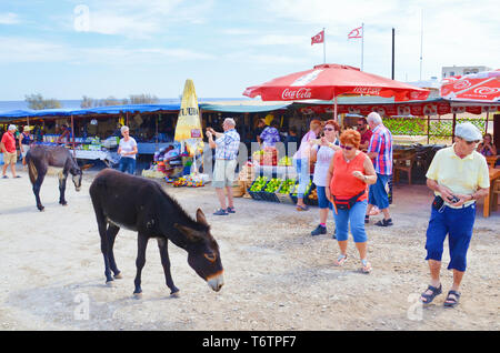 Dipkarpaz, Rizokarpaso, Karpas Halbinsel, türkischen Nordzypern - Okt 3 2018: ältere Touristen, die Bilder von wilden Eseln auf einem Straßenmarkt. Die Tiere sind lokale touristische Attraktion. Stockfoto