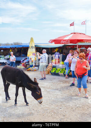 Dipkarpaz, türkischen Nordzypern - Okt 3 2018: Wilde Esel auf dem Obstmarkt. Touristen sind die Bilder von dem Tier mit dem Telefon. Markt steht im Hintergrund. Stockfoto