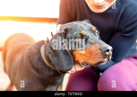 Femalel Eigentümer umarmen mit jungen deutschen Jagd Terrier Hund im Freien auf hellen, sonnigen Tag. Reinrassige entzückende Malteser Welpen. Stockfoto