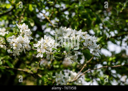 Die Blüte einer Krabbe Apple "artmouth' (Malus pumila 'artmouth') Stockfoto