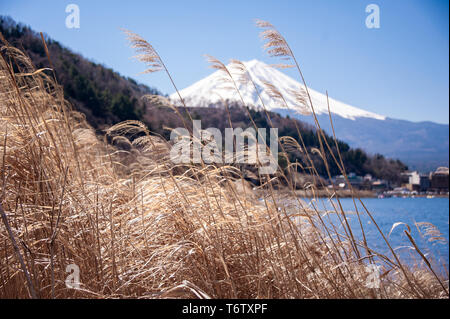 Blick auf den Fuji vom Ufer des Sees Kawaguchiko. Die schneebedeckten Berge, den klaren, blauen Himmel und golden Gras im Vordergrund. Stockfoto