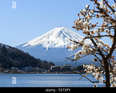 Cherry Blossom und Mount Fuji über See Kawaguchiko im Frühling. Stockfoto