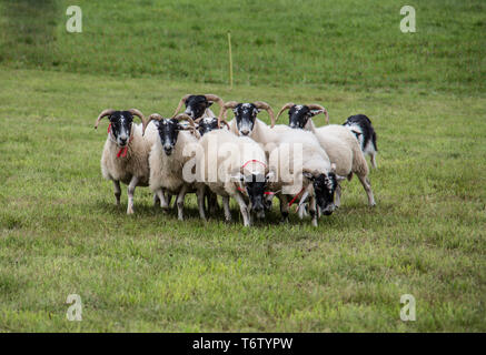 Herde von Schafen durch Hütehund angetrieben Stockfoto