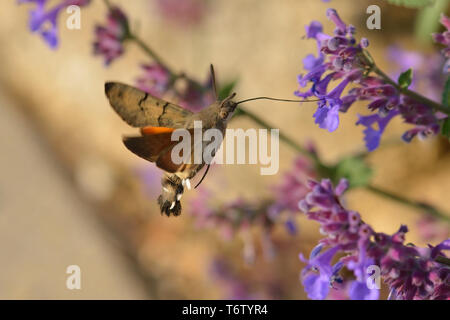 Hummingbird Tabakschwärmer, Macroglossum stellatarum, Deutschland Stockfoto