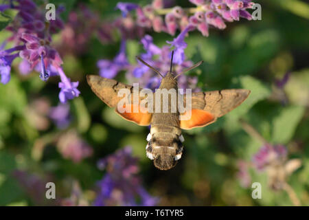 Hummingbird Tabakschwärmer, Macroglossum stellatarum, Deutschland Stockfoto