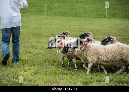 Herde von Schafen durch Hütehund angetrieben Stockfoto