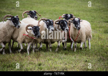 Herde von Schafen durch Hütehund angetrieben Stockfoto