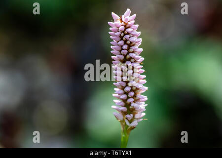 Die Blume Spike eines roten bistort uperba' ('Superba' Persicaria bistorta) Stockfoto