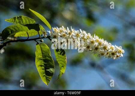 Bird cherry 'Watereri' (Prunus padus 'Watereri') Stockfoto