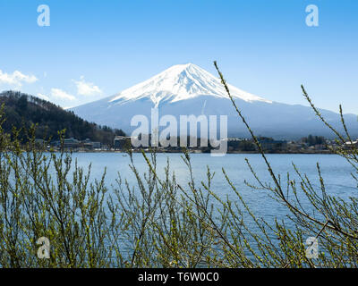 Blick auf Mount Fuji über See Kawaguchiko im Frühjahr, schneebedeckte Berge, den klaren, blauen Himmel und frische grüne Laub im Vordergrund Stockfoto