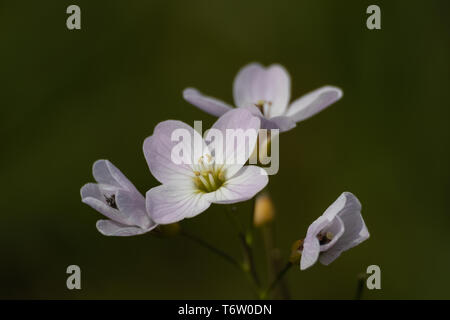 Bittercresses Blume Nahaufnahme Stockfoto