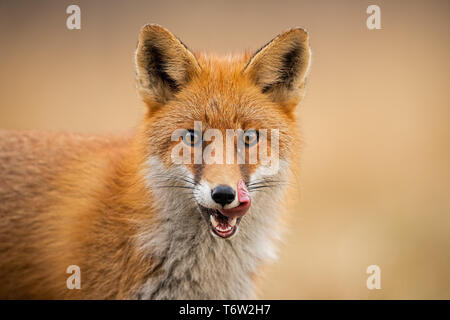 Kopf eines Red Fox, Vulpes vulpes, direkt auf die Kamera Lecken der Lippen. Stockfoto