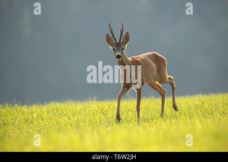 Rehe, Hyla arborea, Buck im Sommer. Stockfoto