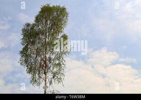 Ein traditionelles Maibaum mit bunten Bändern auf blauem Hintergrund. Stockfoto