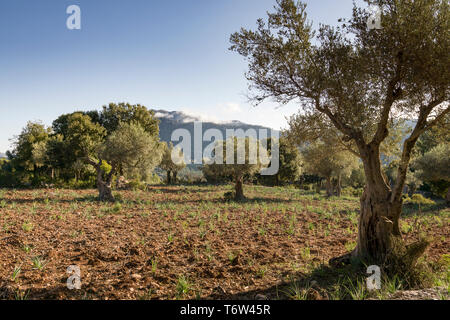 Auf dem GR 221. Die lange Distanz Weg über die Serra de Tramuntana, genannt auch Trockenmauern Route, die in West-Mallorca, Spanien Stockfoto