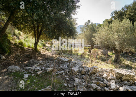 Auf dem GR 221. Die lange Distanz Weg über die Serra de Tramuntana, genannt auch Trockenmauern Route, die in West-Mallorca, Spanien Stockfoto