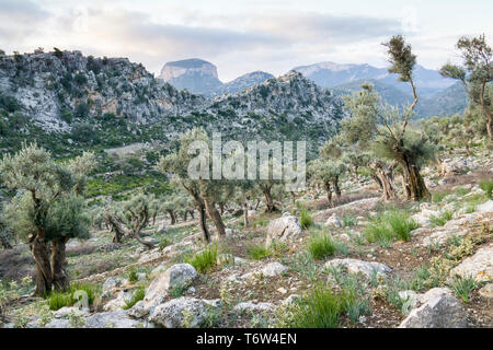 Auf dem GR 221. Die lange Distanz Weg über die Serra de Tramuntana, genannt auch Trockenmauern Route, die in West-Mallorca, Spanien Stockfoto