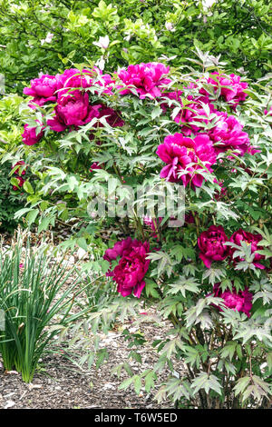 Rote Baumpfingstrose Garten, rote Pfingstrose Paeonia suffruticosa, Kardinal Vaughan, Strauch Pflanze im Garten Stockfoto