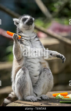 Schwarze und weiße Madagaskar Lemur sitzen auf einem Baum in seinem Käfig im Zoo anmelden und essen Karotten Stockfoto