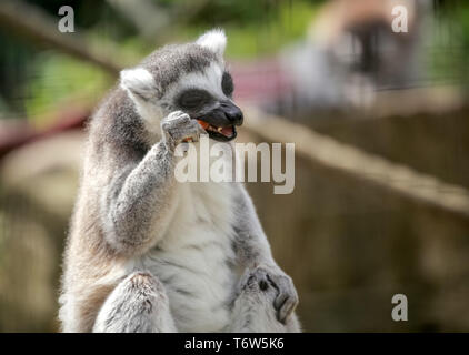 Schwarze und weiße Madagaskar Lemur sitzen auf einem Baum in seinem Käfig im Zoo anmelden und essen Karotten Stockfoto