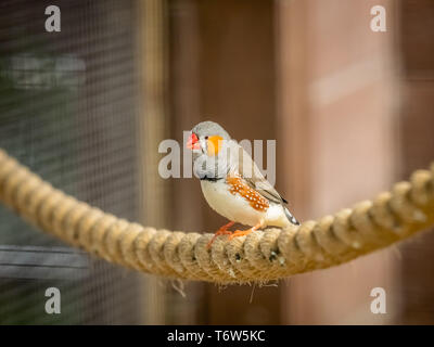 Tropische Zebra Finch Vogel sitzt auf einem Seil in den Käfig im Zoo Stockfoto