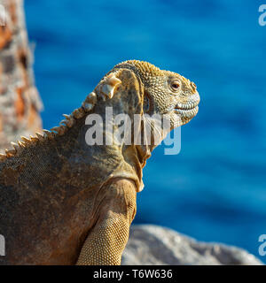 Santa Fe Land Iguana (Conolophus pallidus) auf einem vulkanischen Felsen entlang des Pazifischen Ozeans in Santa Fe, Galapagos Islands National Park, Ecuador. Stockfoto