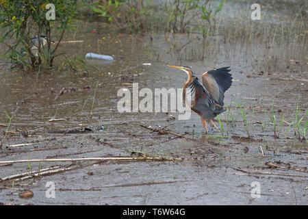 Purpurreiher (Ardea Purpurea) Stockfoto