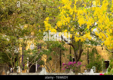 Kirche in Poxila, Yucatan. Großen Goldenen Baum Dusche, Cassia fistula auf der Vorderseite. Stockfoto