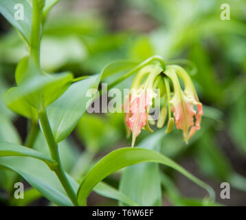 Blume im Garten in tropischen Darwin, Australien wachsenden Stockfoto