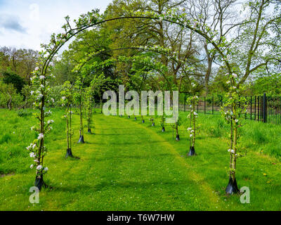 Pfad bedeckt mit Bögen von Obstbäumen in einem Obstgarten. Die Bäume wurden als espaliers auf Metall Bögen ausgebildet. Stockfoto