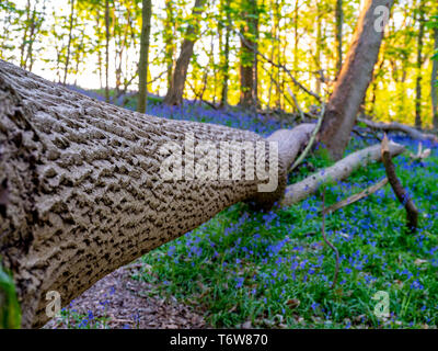 Gefallenen Baumstruktur, die Beschaffenheit der Rinde, mit geringer Tiefenschärfe, in einem Bluebell Holz im Frühjahr. England, UK. Stockfoto