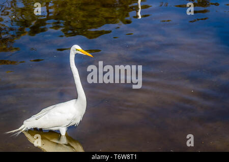 Ein Silberreiher in Orlando, Florida Stockfoto