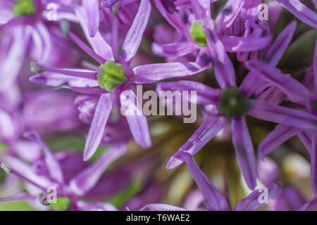 Allium Blume Nahaufnahme - extreme Nahaufnahme von Allium Purple Sensation im Frühling Garten - purple Staude Blüte Glühbirne grüner Hintergrund Stockfoto