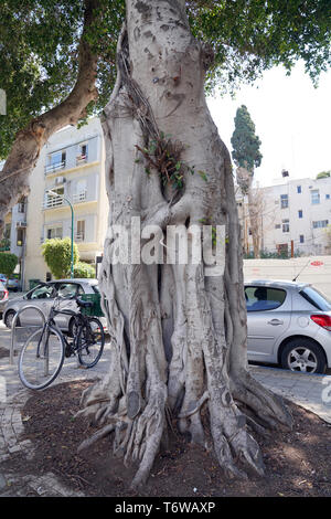 Ficus benjamina, gemeinhin als weinen Bild bekannt, Benjamin Abb. oder ficus Baum Stockfoto