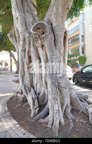 Ficus benjamina, gemeinhin als weinen Bild bekannt, Benjamin Abb. oder ficus Baum Stockfoto