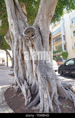 Ficus benjamina, gemeinhin als weinen Bild bekannt, Benjamin Abb. oder ficus Baum Stockfoto
