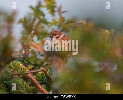 Feldsperling Stockfoto