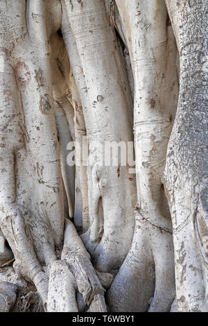 Ficus benjamina, gemeinhin als weinen Bild bekannt, Benjamin Abb. oder ficus Baum Stockfoto