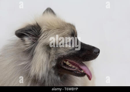 Deutscher Wolfsspitz steht mit Zunge räkelt. Keeshond oder spitz. Heimtiere. Reinrassigen Hund. Stockfoto