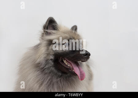 Deutscher Wolfsspitz isoliert auf einem weißen Hintergrund. Keeshond oder spitz. Heimtiere. Reinrassigen Hund. Stockfoto
