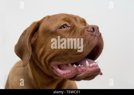 Portrait von Bordeauxdogge Welpen hautnah. Bordeaux Dogge oder bordeauxdog. Fünf Monate alt. Heimtiere. Stockfoto