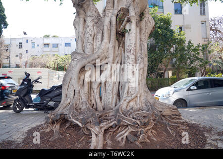 Ficus benjamina, gemeinhin als weinen Bild bekannt, Benjamin Abb. oder ficus Baum Stockfoto