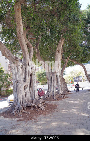 Ficus benjamina, gemeinhin als weinen Bild bekannt, Benjamin Abb. oder ficus Baum Stockfoto